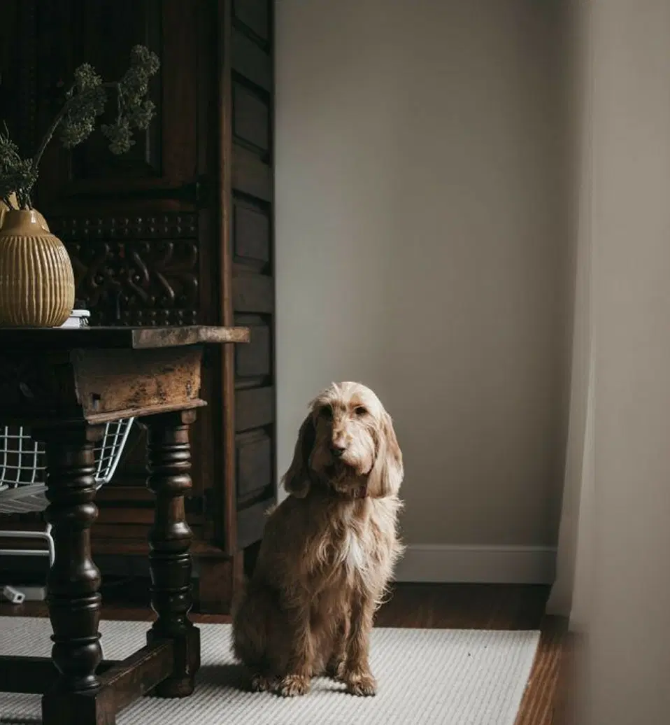 Pet Friendly Projects